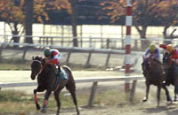 4R[i[̒@