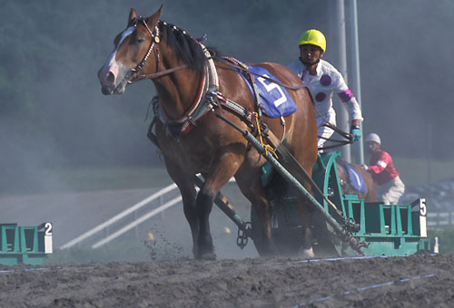 外からアンローズ(3歳牝馬)がじわりじわりと追い込み、ゴール前交わす