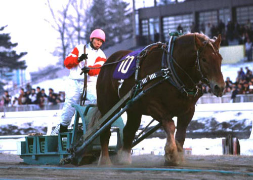 堂々と押し切った優勝馬スーパーペガサス